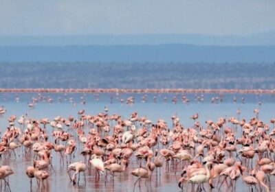 Tanzania Safari Fixed Costs 2026 | Non‑Negotiable Fees