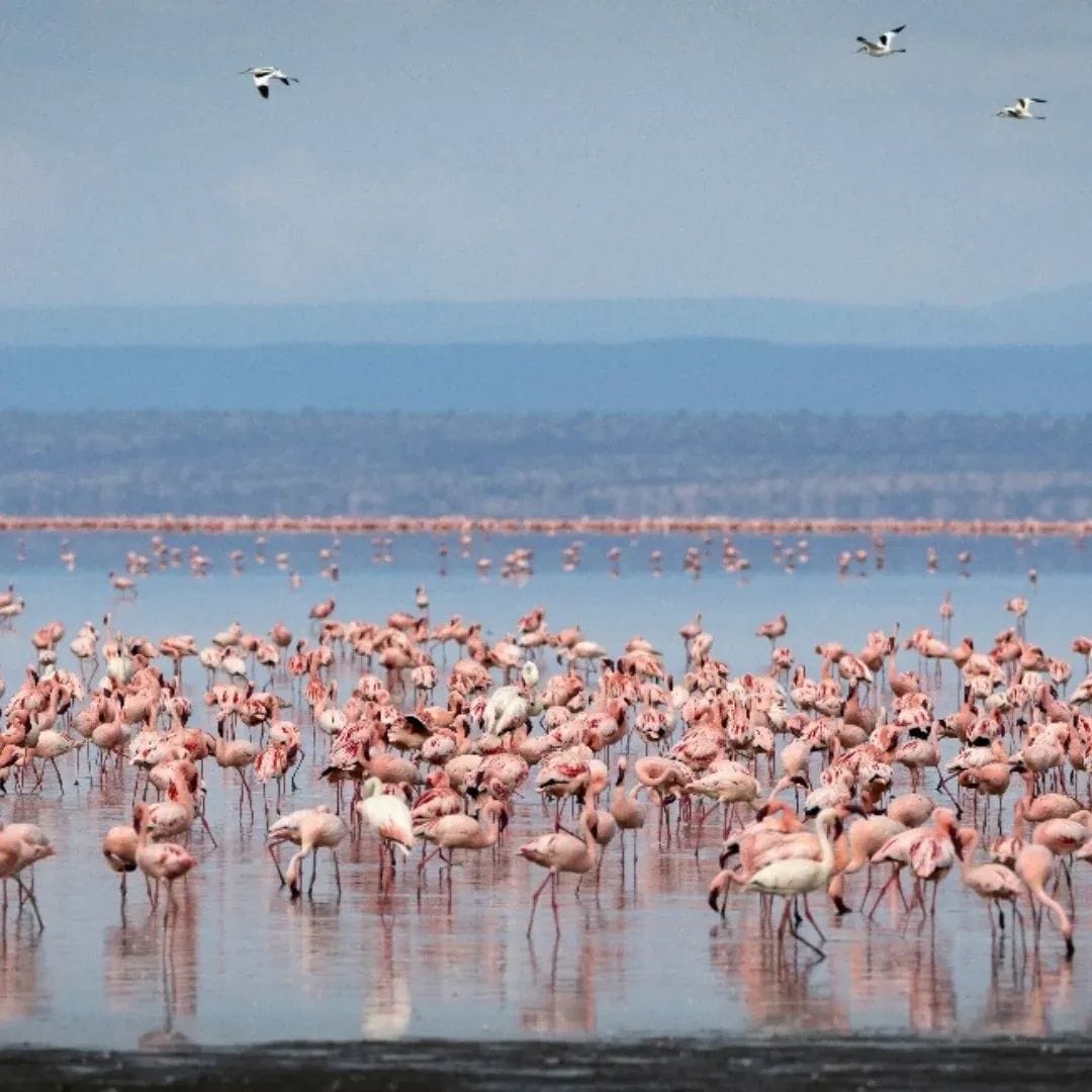 Tanzania Safari Fixed Costs 2026 | Non‑Negotiable Fees