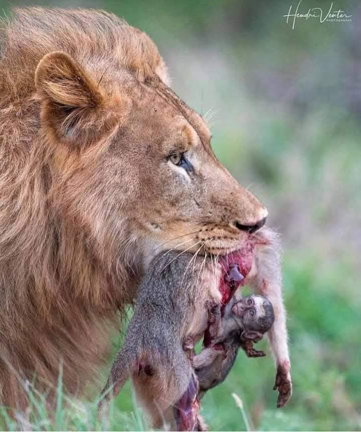 Tanzania Safari Fixed Costs Kilimania Adventure
