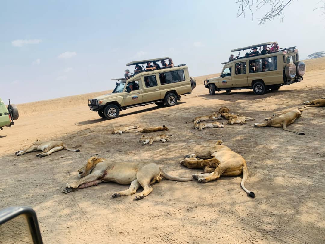 Tanzania Safari: Budget vs Mid-Range vs Luxury | 2026
