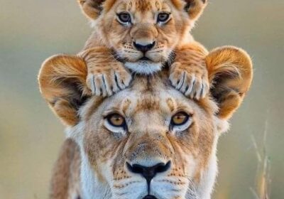 Budget Safari Tanzania Cost Guide | 2026 Price Breakdown.