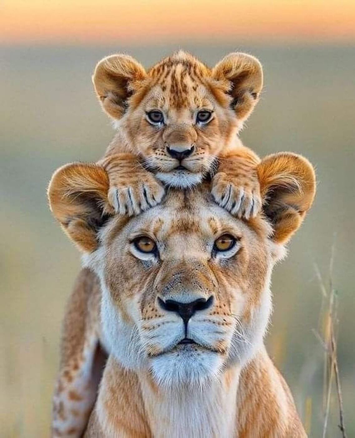 Budget Safari Tanzania Cost Guide | 2026 Price Breakdown