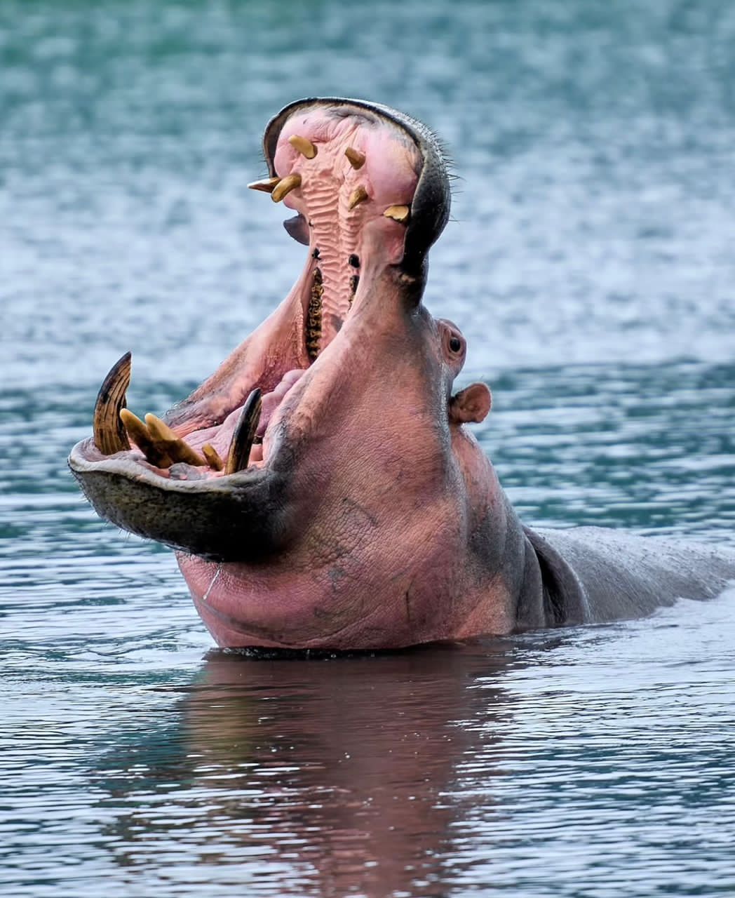 Ngorongoro Crater Fees 2026
