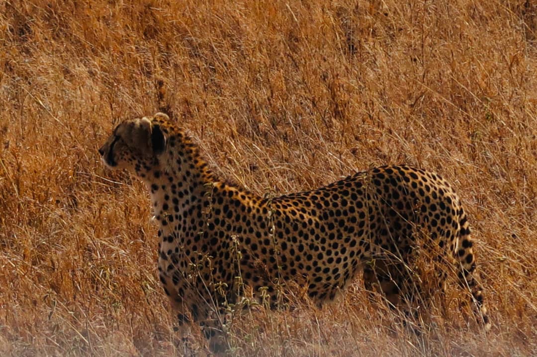 Serengeti Big Five Safari Guide 2026: Where to See All 5 Animals | Kilimania Adventure Serengeti Big Five Safari Guide Where to See All 5 Animals