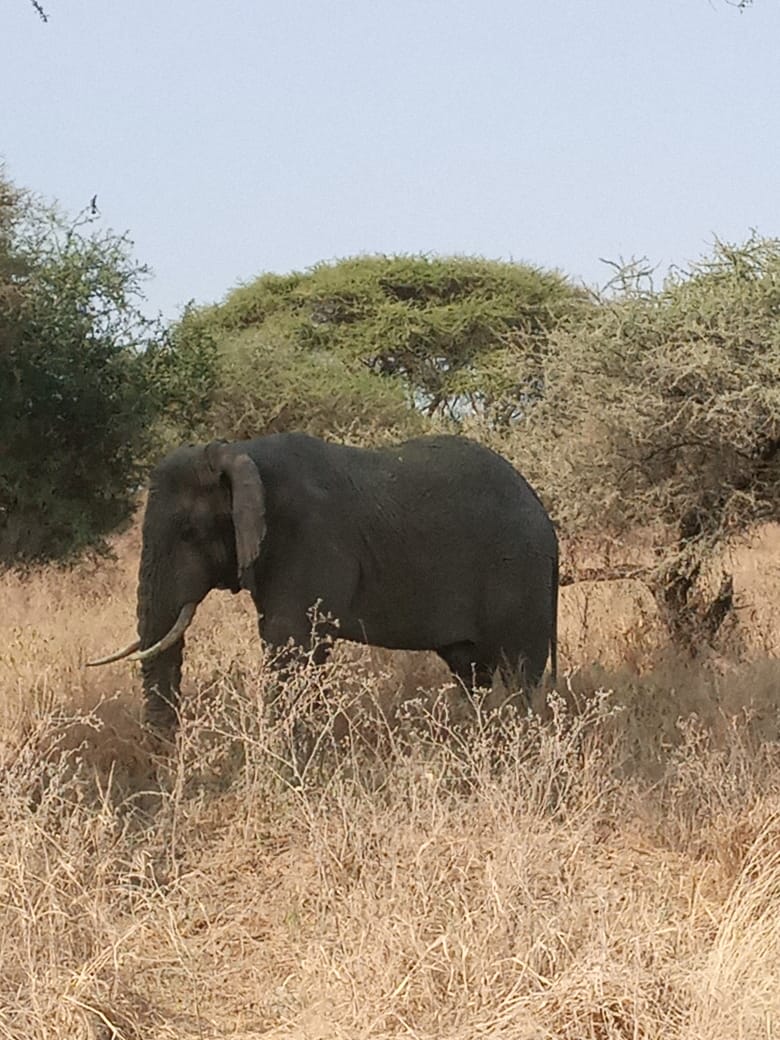 Serengeti vs Masai Mara: Which Safari Is Better in 2026?