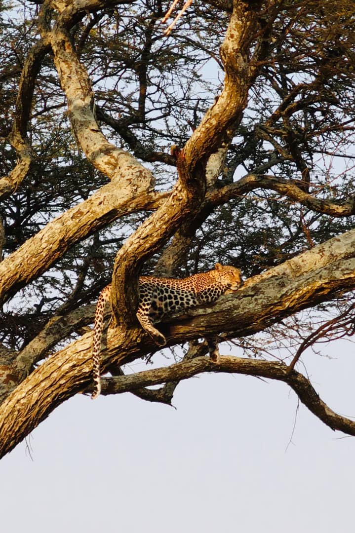 Tanzania Safari Packages 2026: Expert Cost Guide 2 Tanzania Safari Packages 2026: Real Prices, Hidden Fees & Expert Cost Guide