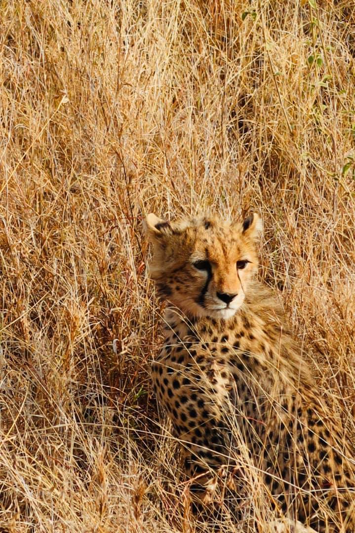 How to Afford a Tanzania Safari in 2026 