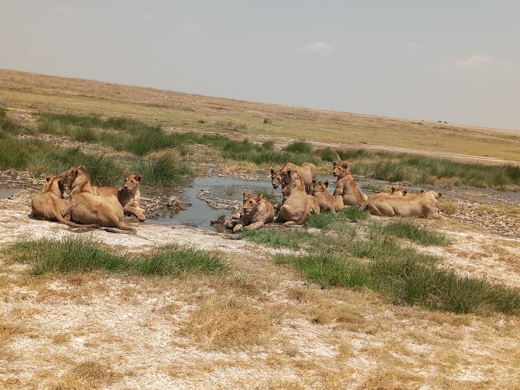 Serengeti Hot Air Balloon Safari Cost 2026: (Complete Breakdown)