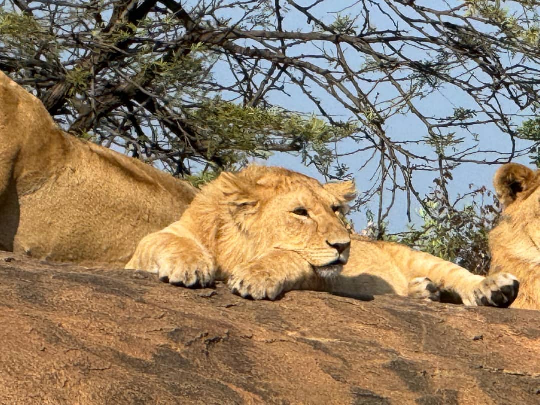 Serengeti National Park Safari Guide 2026: Real Costs, Best Time & Packages