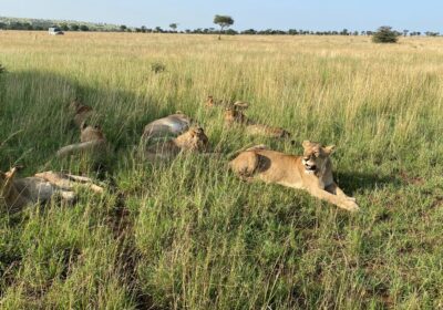 Serengeti Budget Safari 2026: Real Costs, Best Camps & Tips