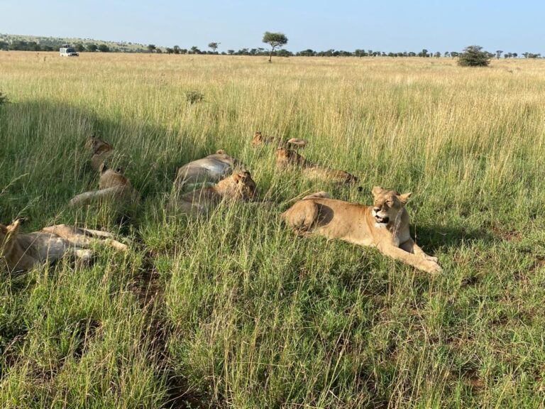 Serengeti Budget Safari 2026: Real Costs, Best Camps & Tips