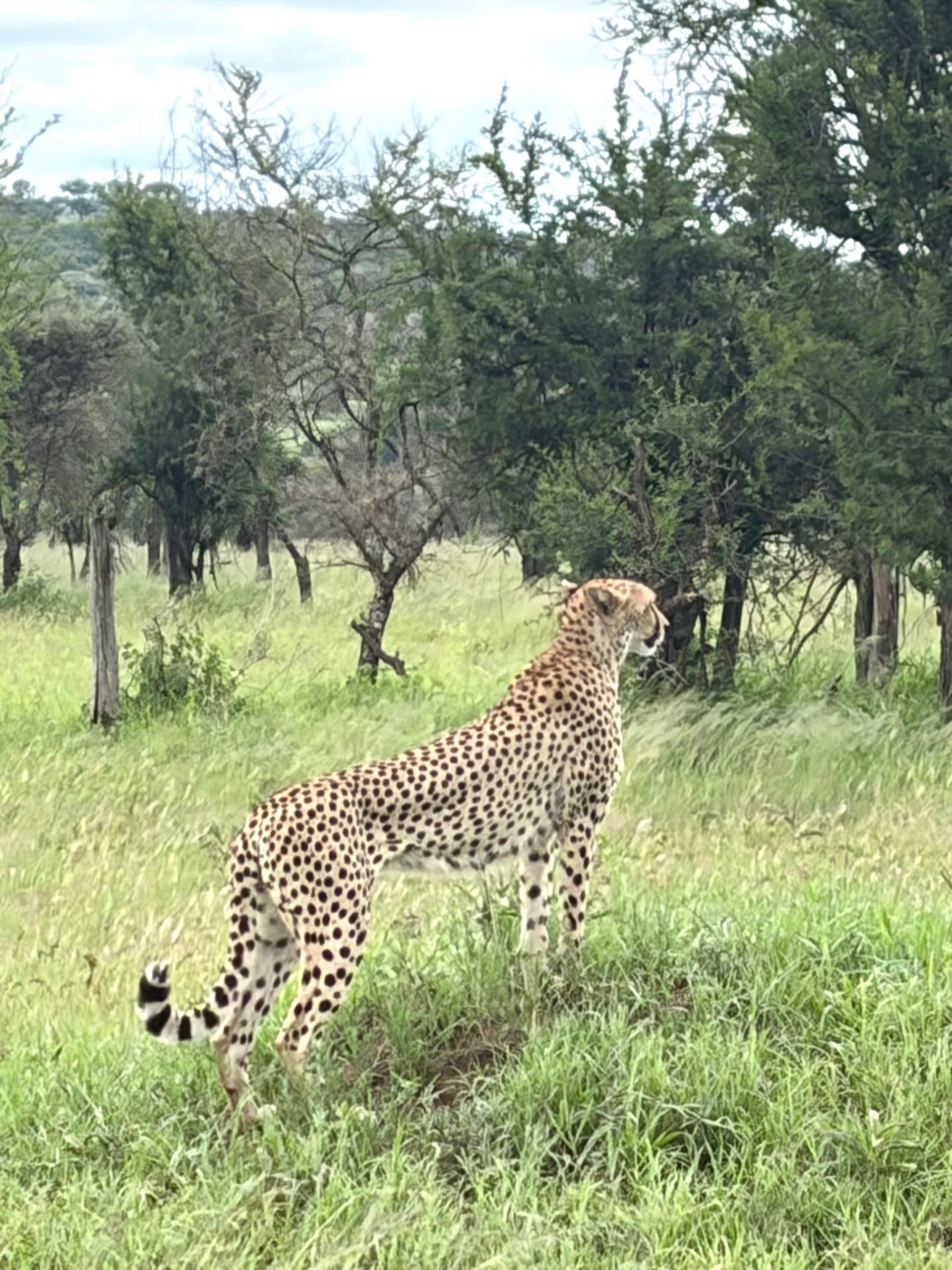 best time to visit Tanzania for safari: Month-by-Month Guide 2 best time to visit Tanzania for safari: Month-by-Month Guide