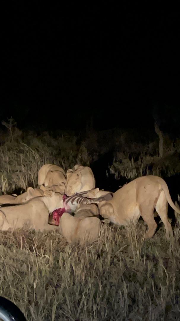 Budget Camping Safari Tanzania 2026: What It's Really Like 2 budget camping safari Tanzania