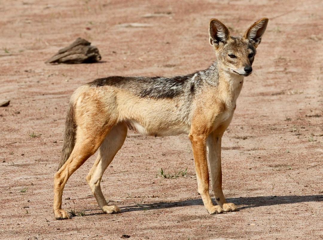 Best Mid-Range Safari Lodges in Tanzania SERE
