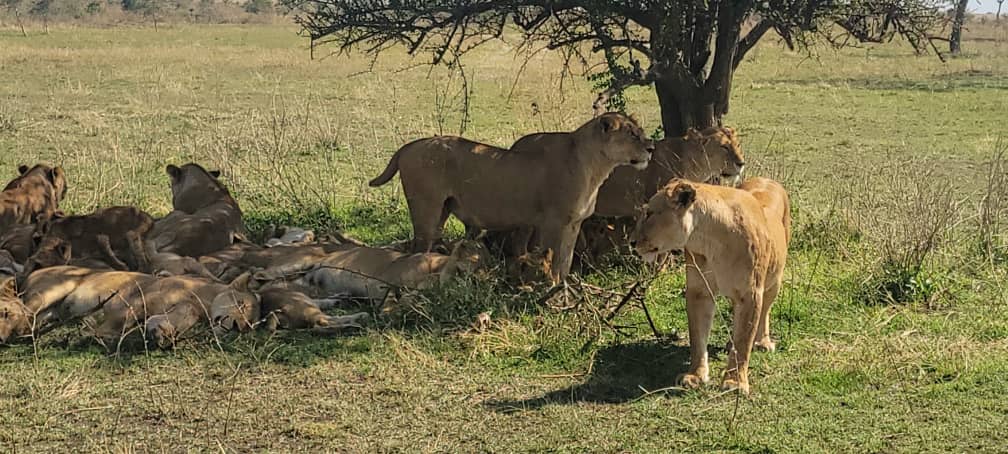 Tanzania Safari and Zanzibar Package 2026: Planning Guide 2 Tanzania Safari and Zanzibar Package