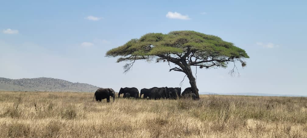 best time to visit Tanzania for safari: Month-by-Month Guide 3 best time to visit Tanzania for safari: Month-by-Month Guide