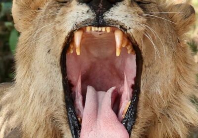 Tanzania Safari and Zanzibar Package 2026: Planning Guide