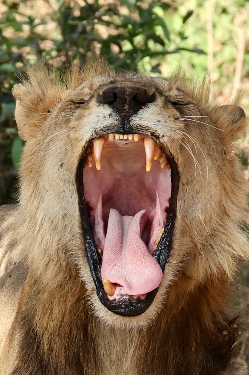 Tanzania Safari and Zanzibar Package 2026: Planning Guide