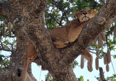 best time to visit Tanzania for safari: Month-by-Month Guide