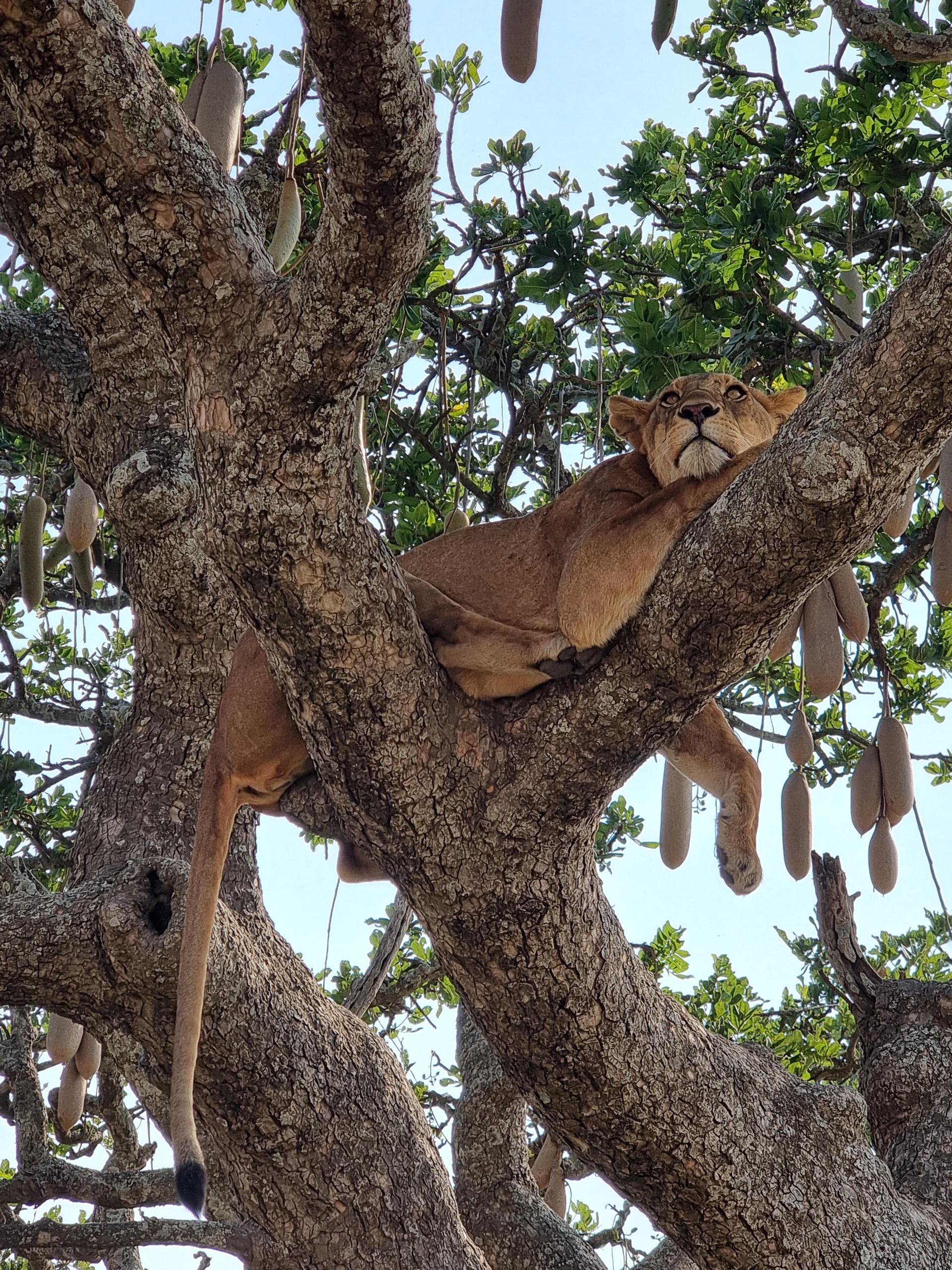 best time to visit Tanzania for safari