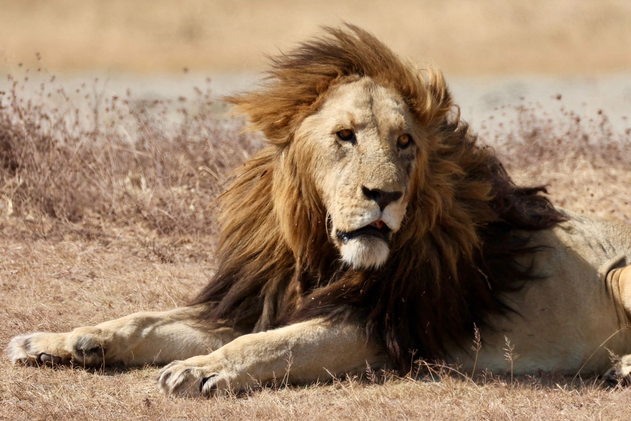 best time to visit Tanzania for safari: Month-by-Month Guide 1 best time to visit Tanzania for safari 2026