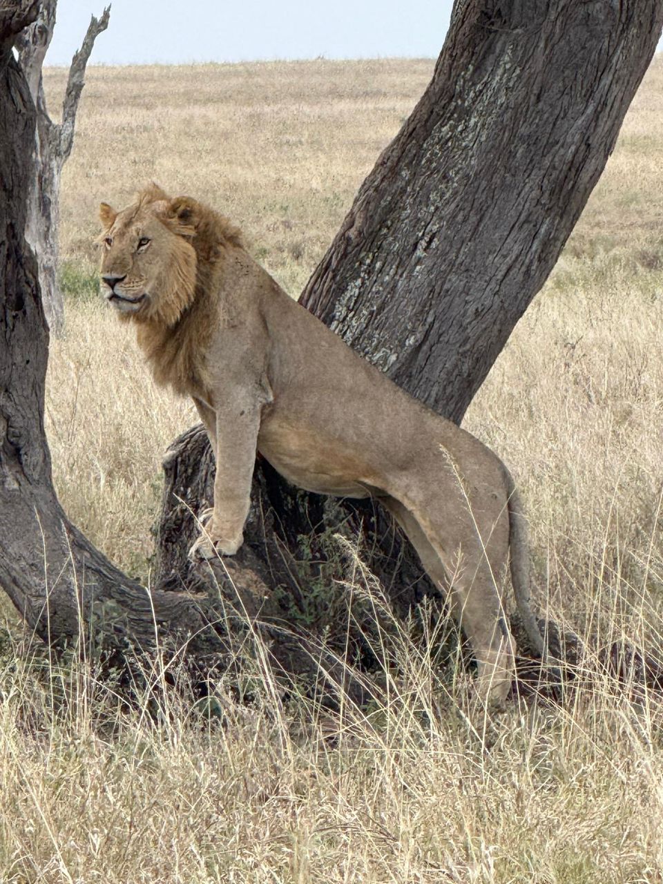 Budget Camping Safari Tanzania 2026: What It's Really Like 1 budget camping safari Tanzania LION