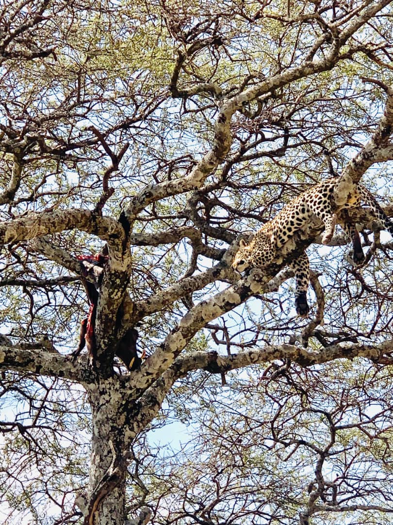 Budget Tanzania Safari Cost 2026 Breakdown ($250–$400/Day)