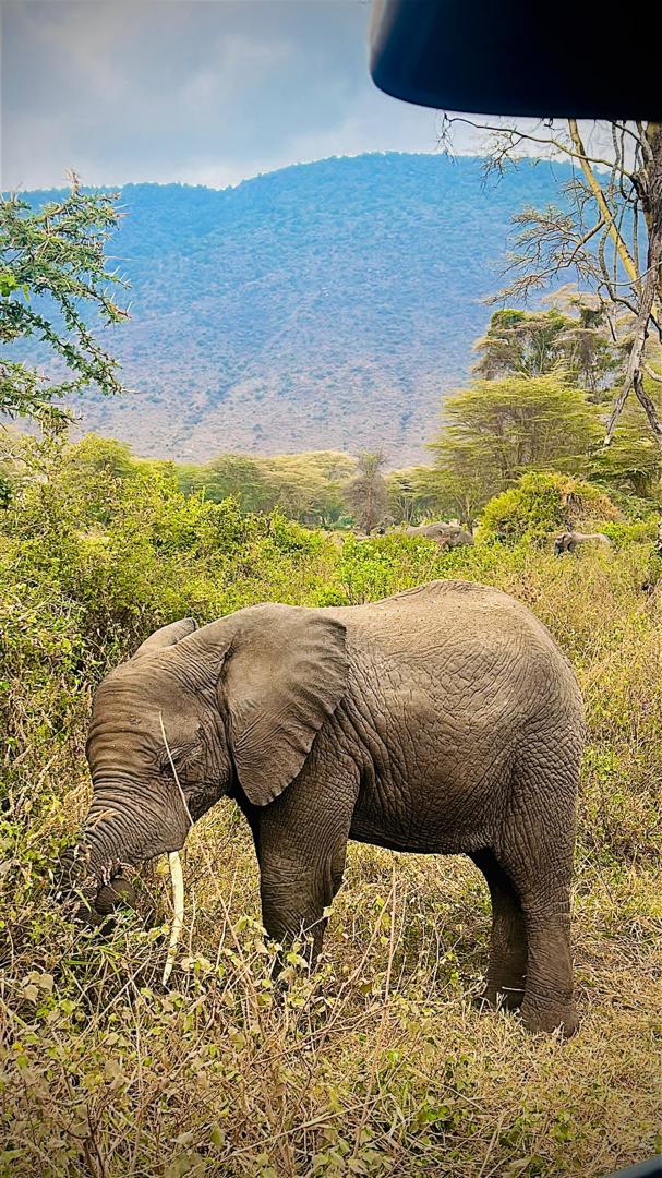 What Is Included in Tanzania Safari Package