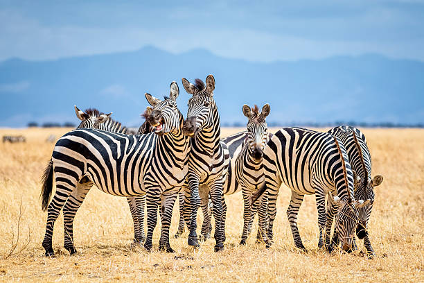 Hidden Costs of Tanzania Safari