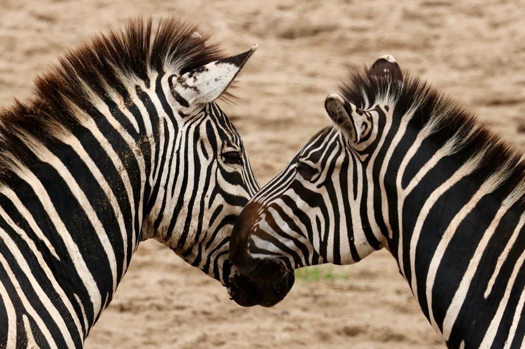 Tanzania Honeymoon Safari & Zanzibar 2026: The Complete Planning Guide. 4 Tanzania Honeymoon Safari