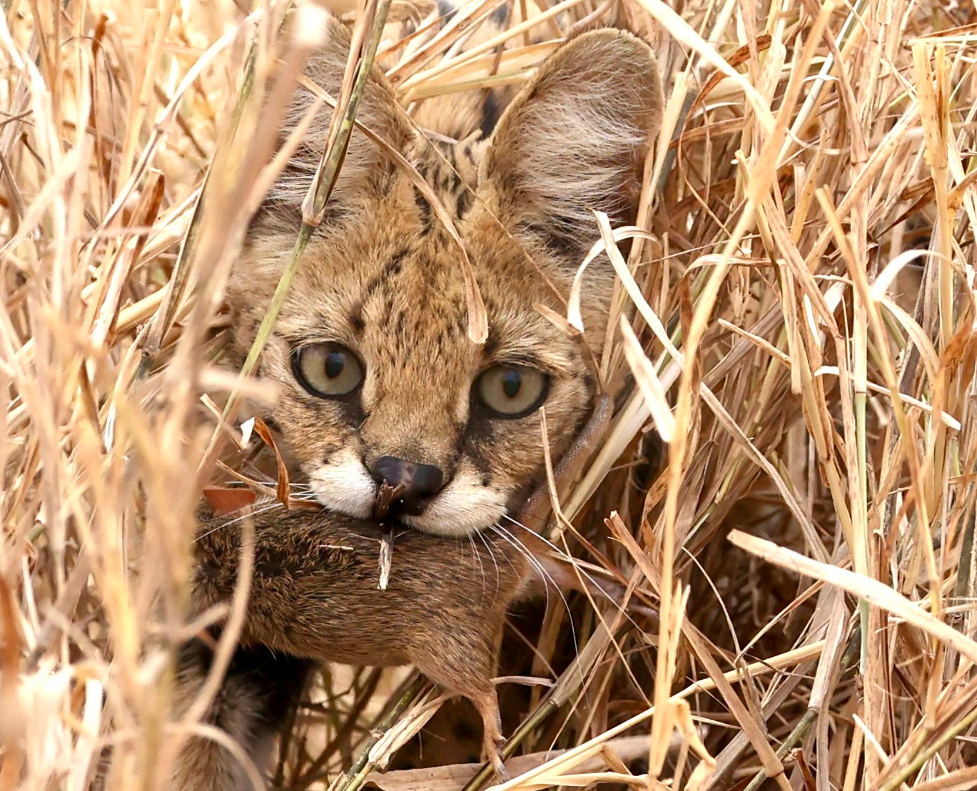 Best Mid-Range Safari Lodges in Tanzania