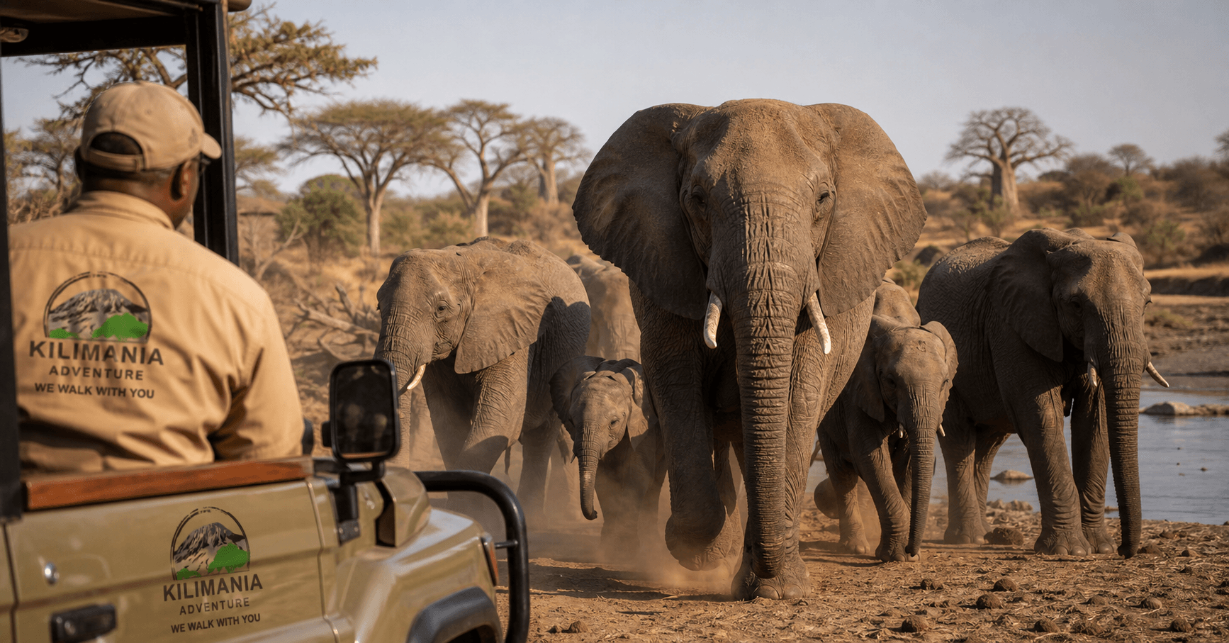 Elephant matriarch leading herd to water, Tarangire River dry season Tanzania