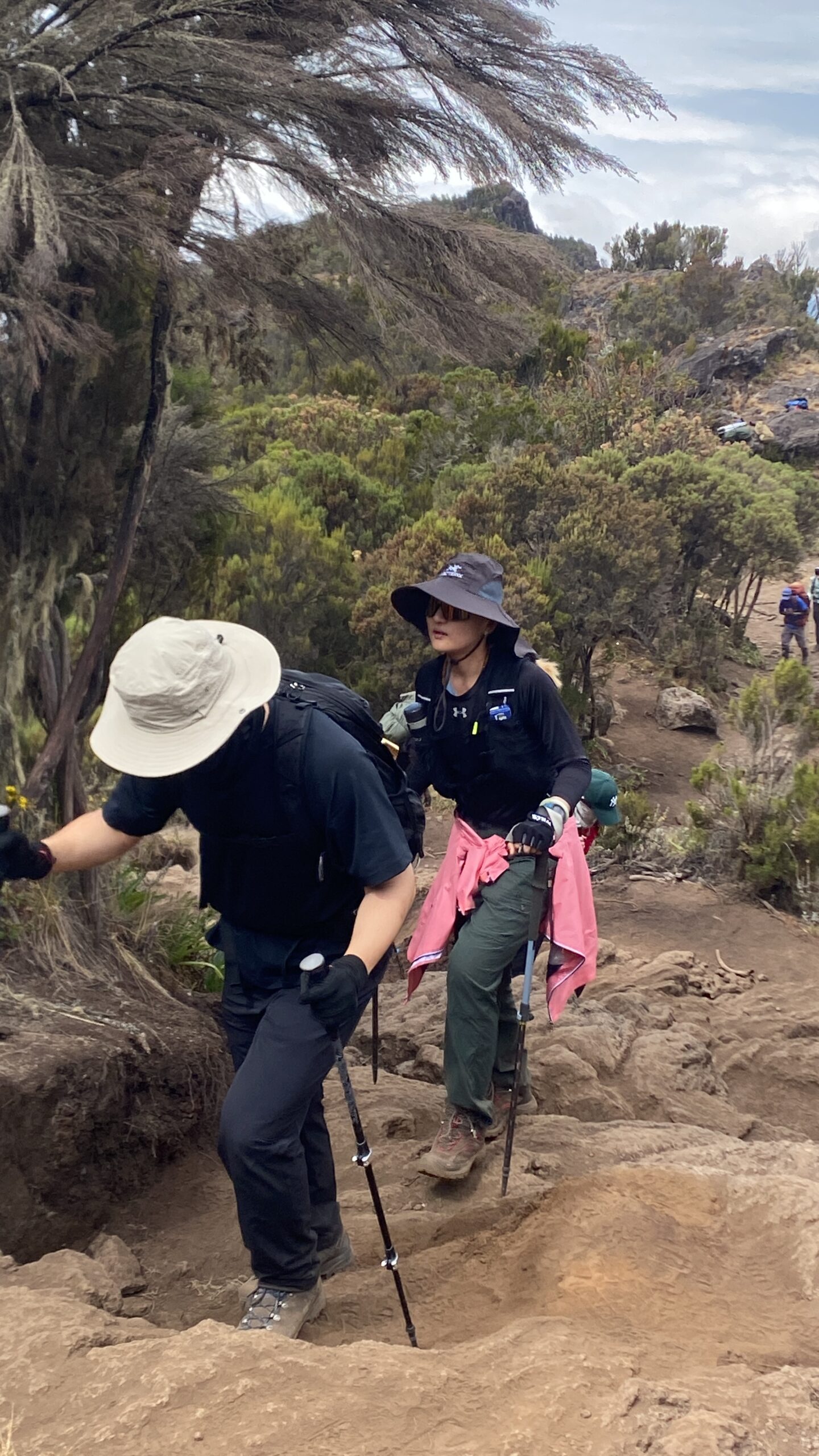 Climbers using trekking poles on a rocky trail in Mount Kilimanjaro's heath zone during a guided trek with Kilimania Adventure. Kilimanjaro Trekking Poles