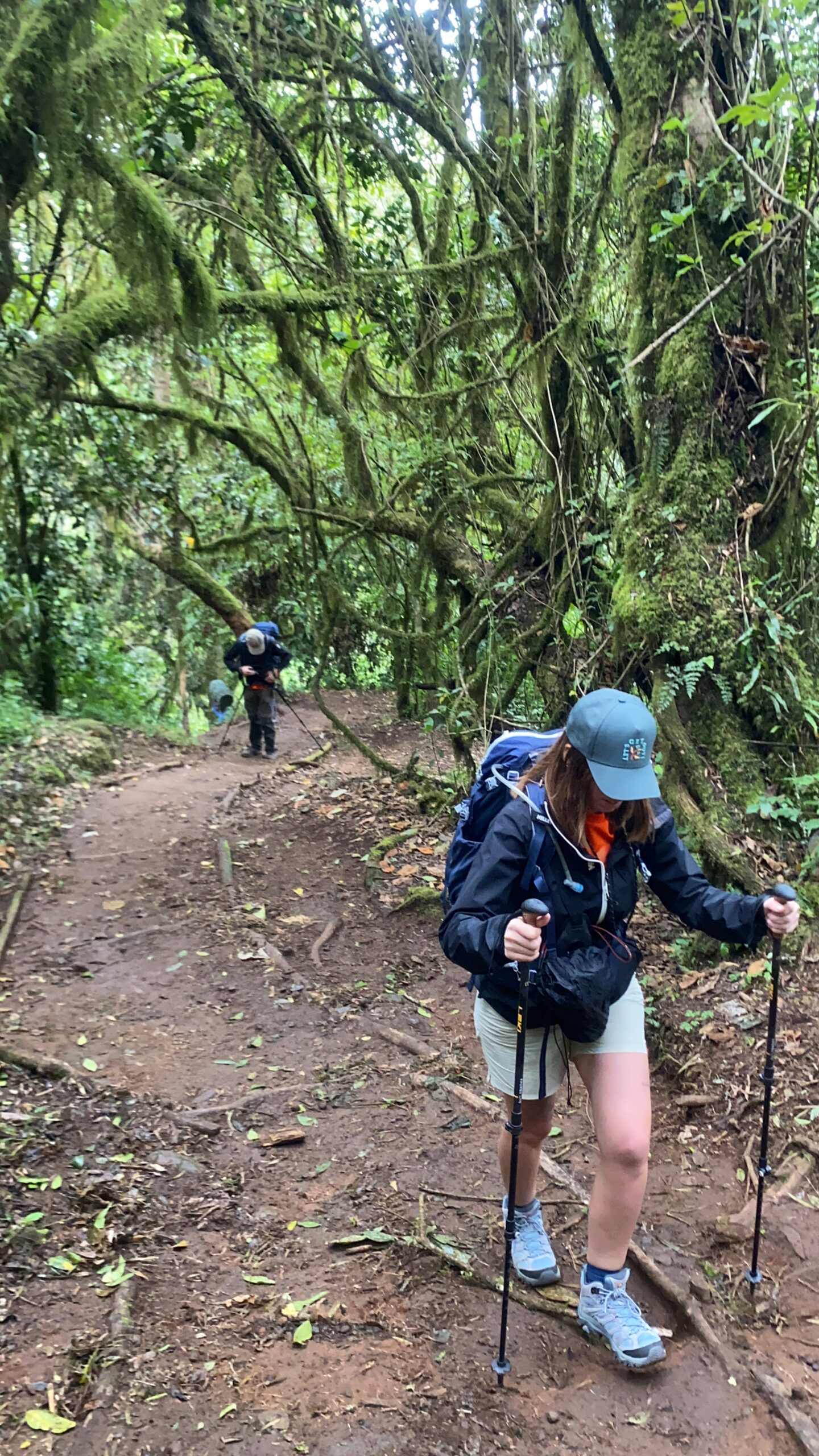 Ancient montane rainforest canopy on the Lemosho Route between Londorossi Gate and Mti Mkubwa Camp — ecological zone one of five on Kilimanjaro at 2,400m