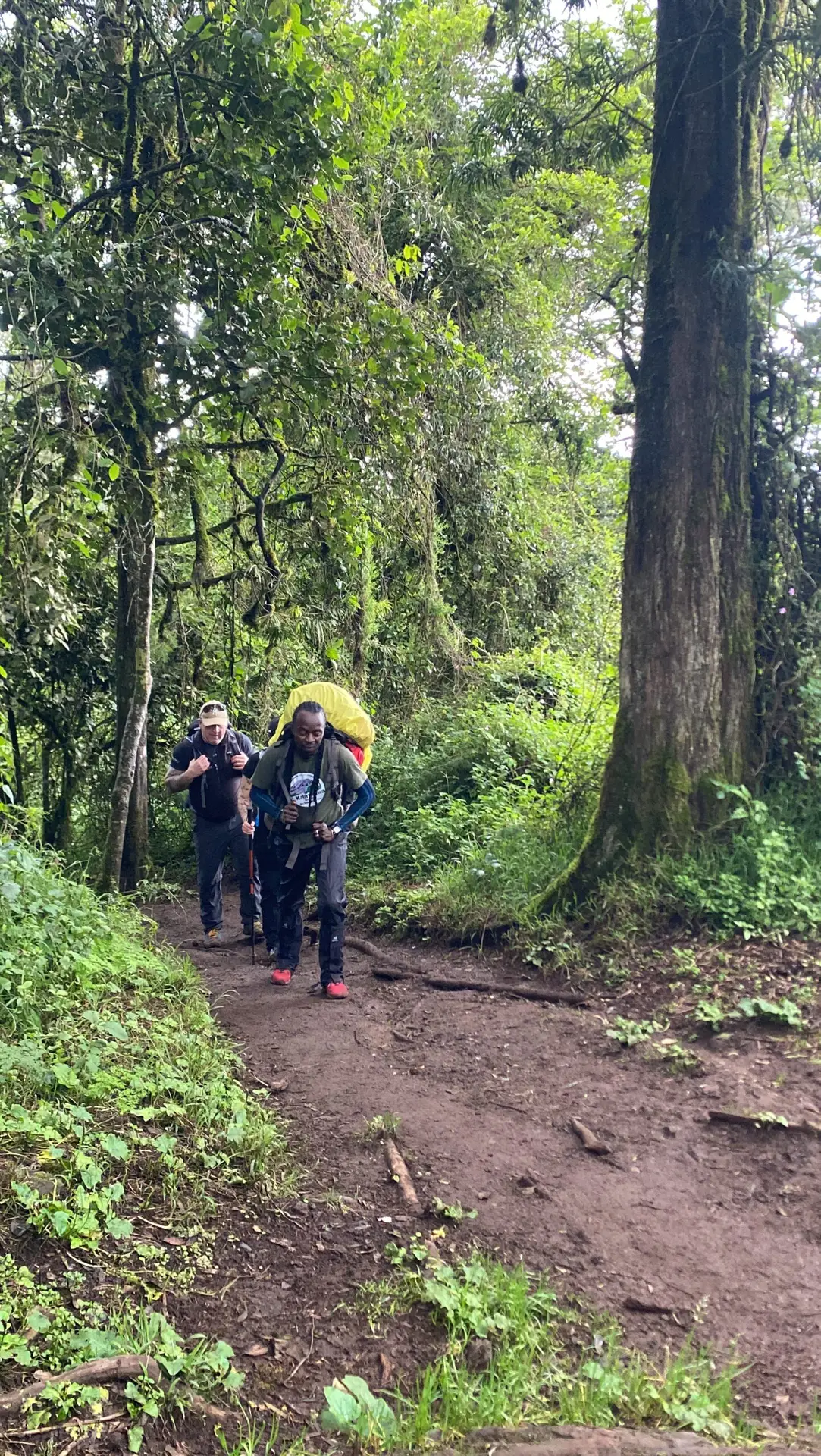 Guide leads clients through montane rainforest at the start of a Kilimanjaro climb