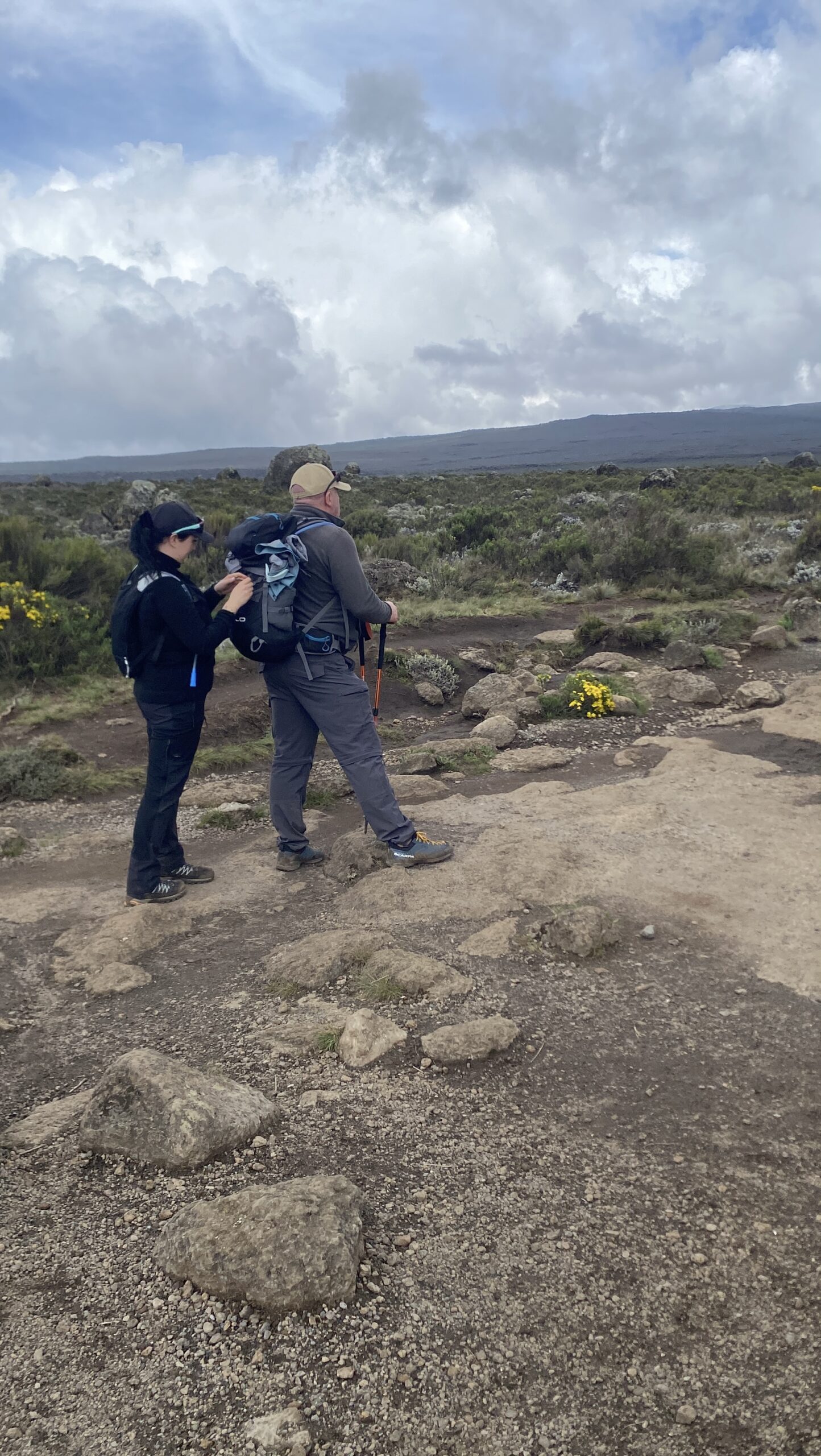 Climbers on the Shira Plateau at 3,500m on Day 3 of Lemosho Route — yellow Helichrysum flowers between volcanic basalt, dark caldera extending to the horizon, Mount Kilimanjaro