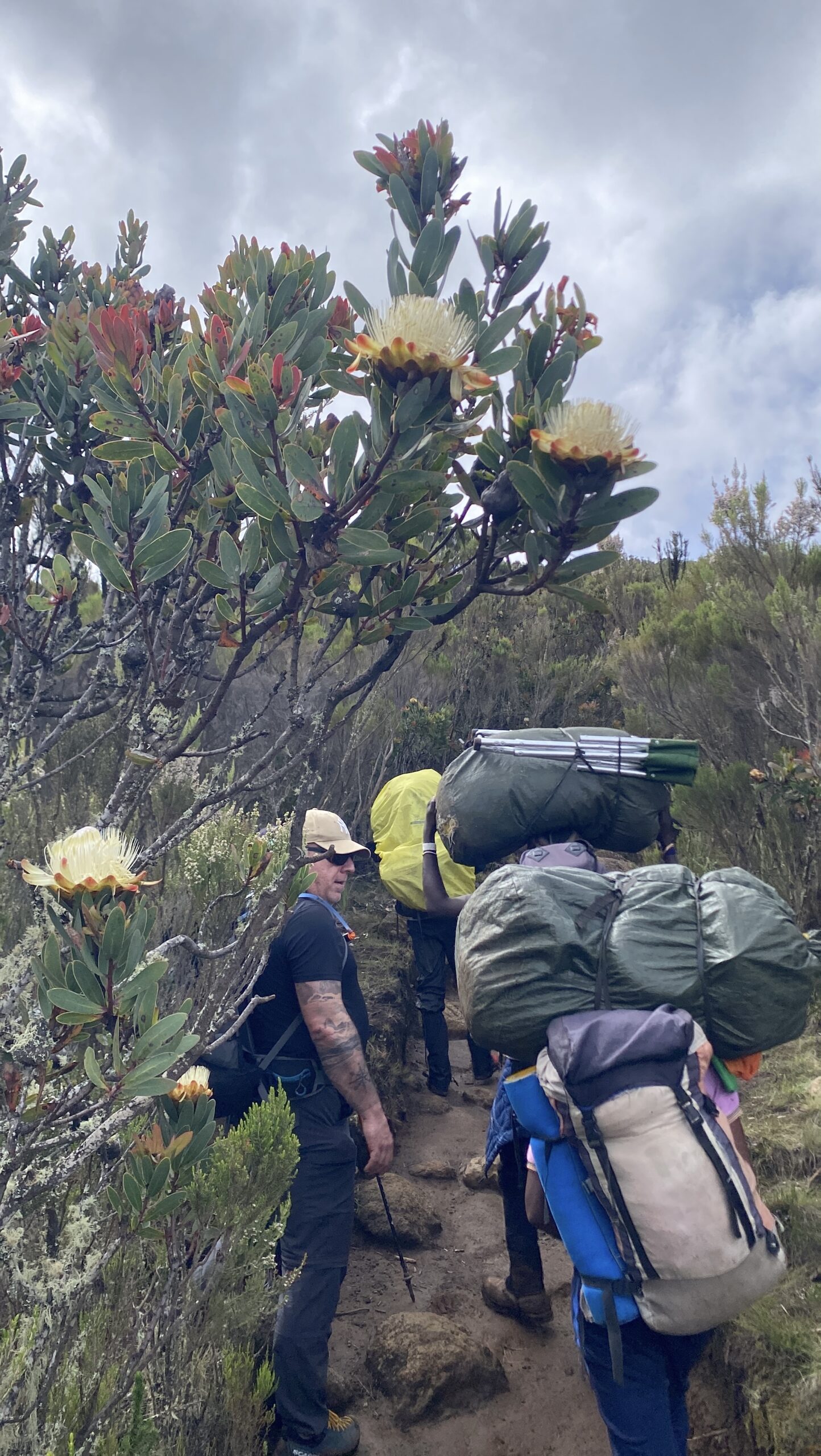 Guide leading a climber on the Lemosho Route approaching Shira Plateau at 3,500m — flowering Protea kilimanjari shrub frames the trail, Mount Kilimanjaro