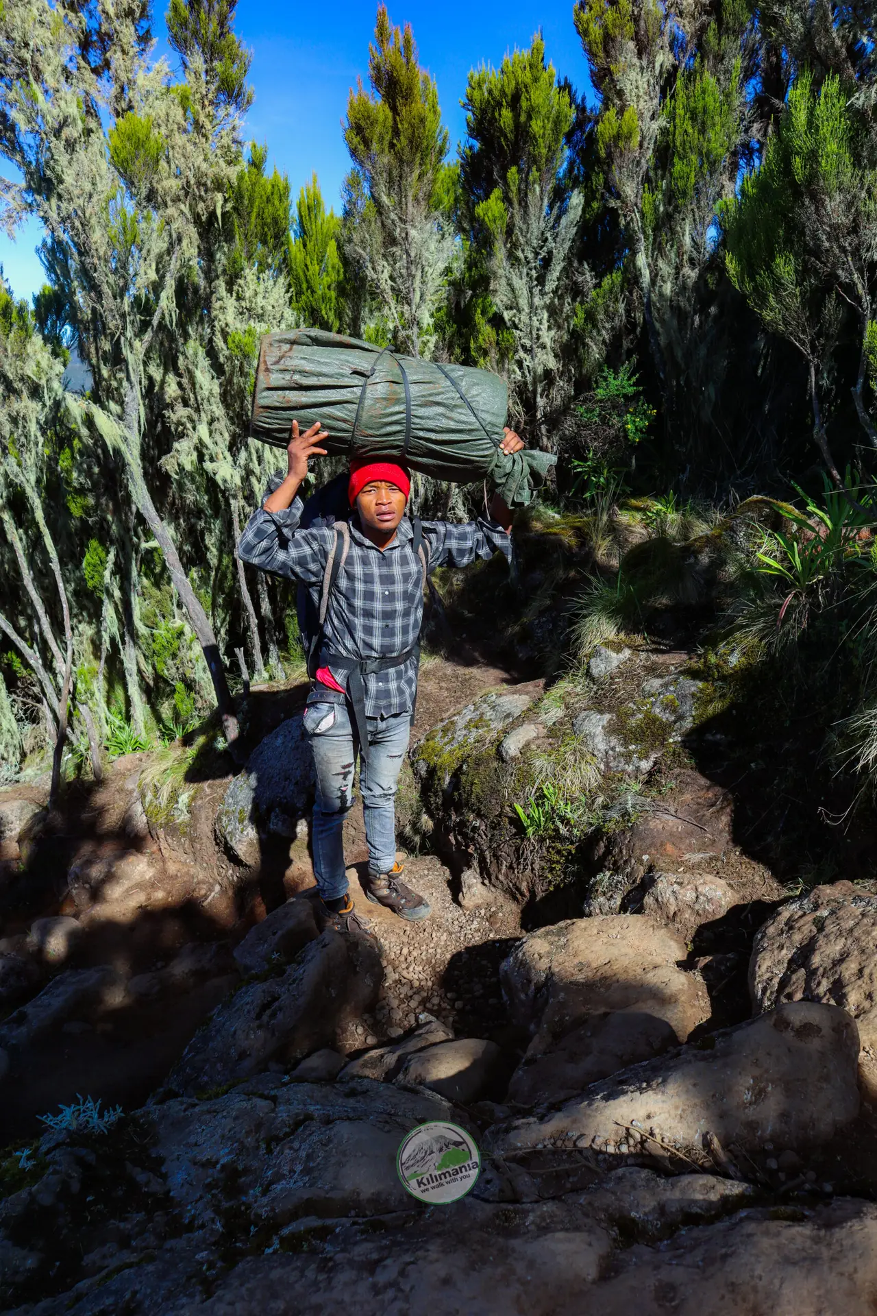 Kilimanjaro porter carrying expedition gear on the Machame Route, Shira Plateau visible.