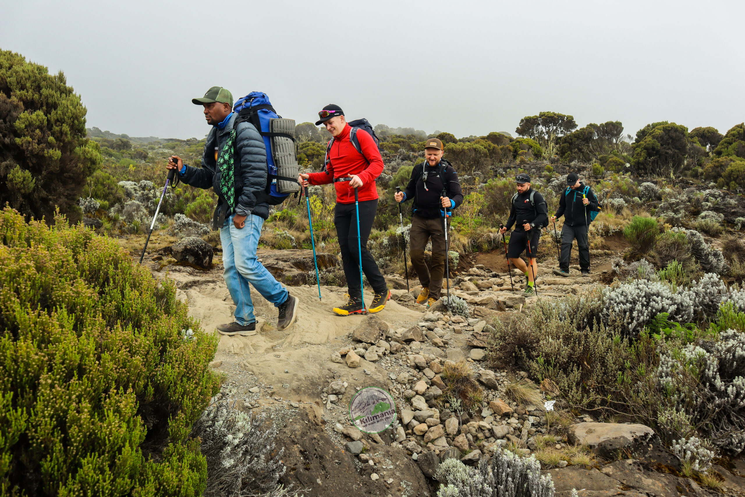 Guide Isack Mlala leading climbers across the Shira Plateau on Mount Kilimanjaro