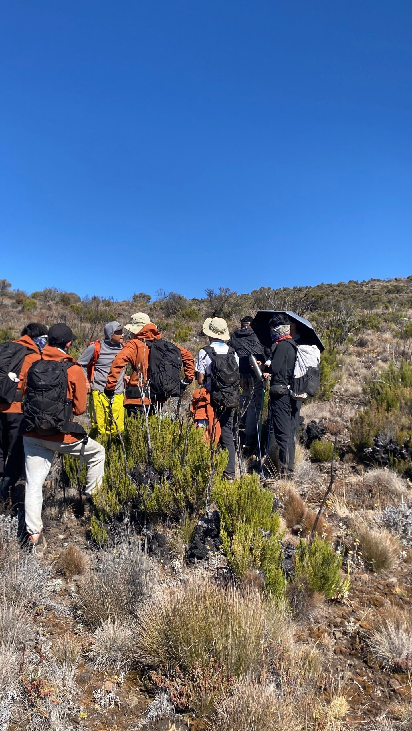 Alpine shrubland terrain on the Marangu Route on Mount Kilimanjaro showing the transition zone vegetation