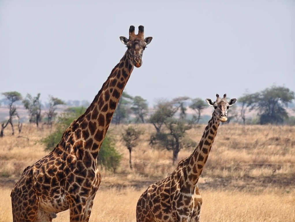 Giraffes in Arusha National Park, 45–60 minutes from Arusha
