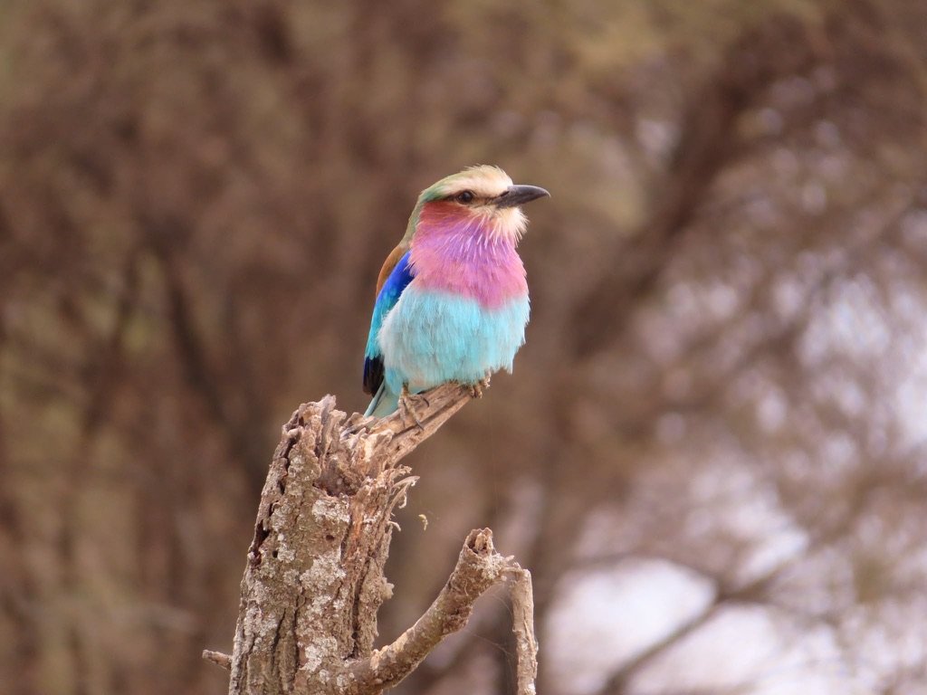 Lilac-breasted roller, Northern Circuit birdlife near Arusha