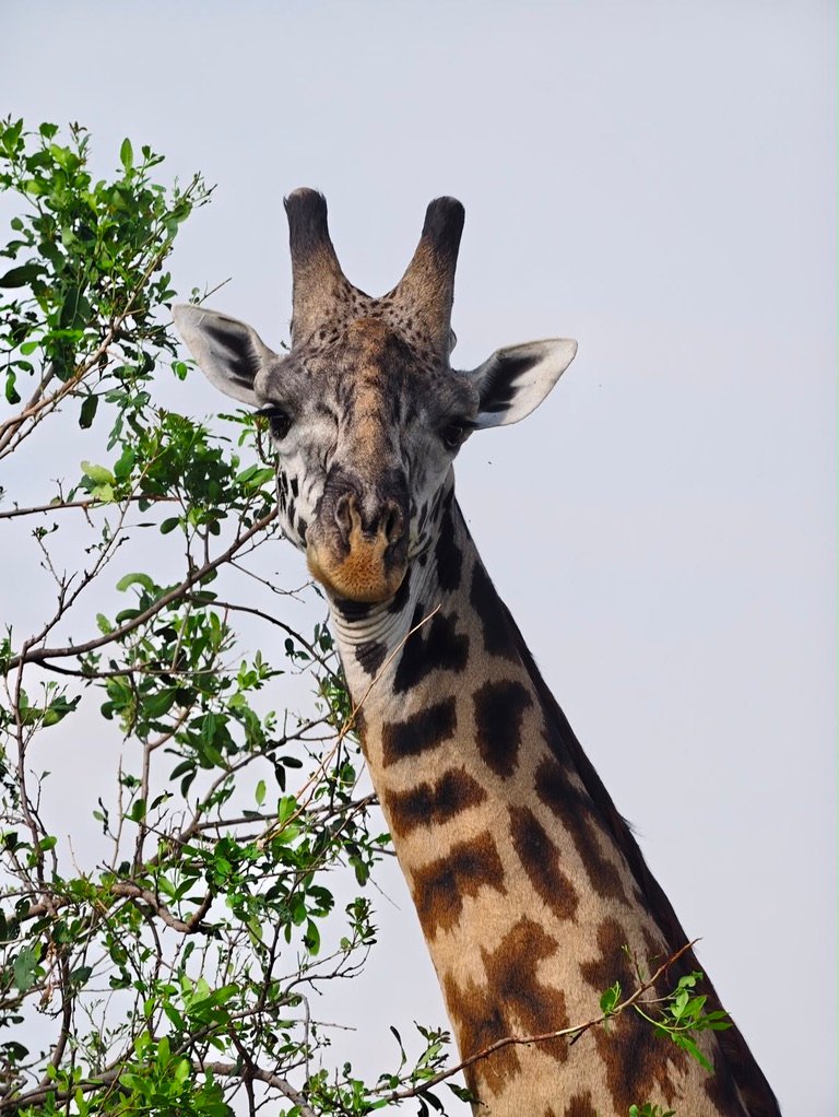 Close-up portrait of a Masai giraffe encountered on the walking safari, Arusha National Park