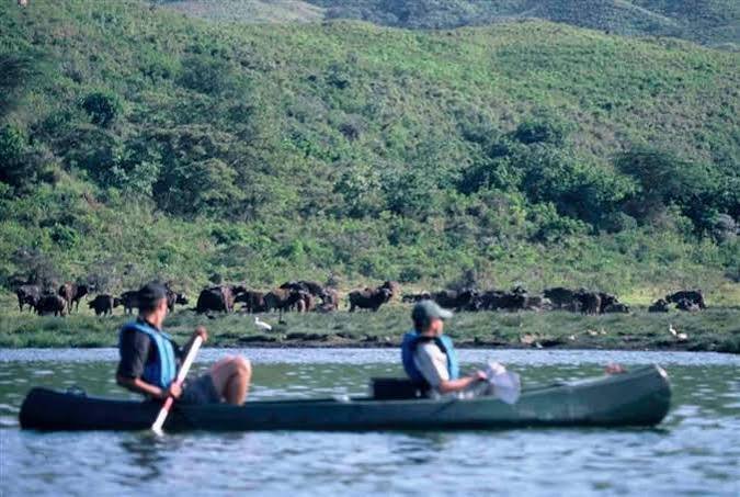 Cape buffalo herd near Momella Lakes, Arusha National Park