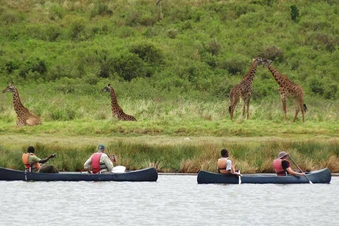 Canoe on Momella Lakes with giraffe visible on the shoreline, Arusha National Park