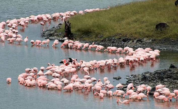 Flock of flamingos on the Momella Lakes, Arusha National Park