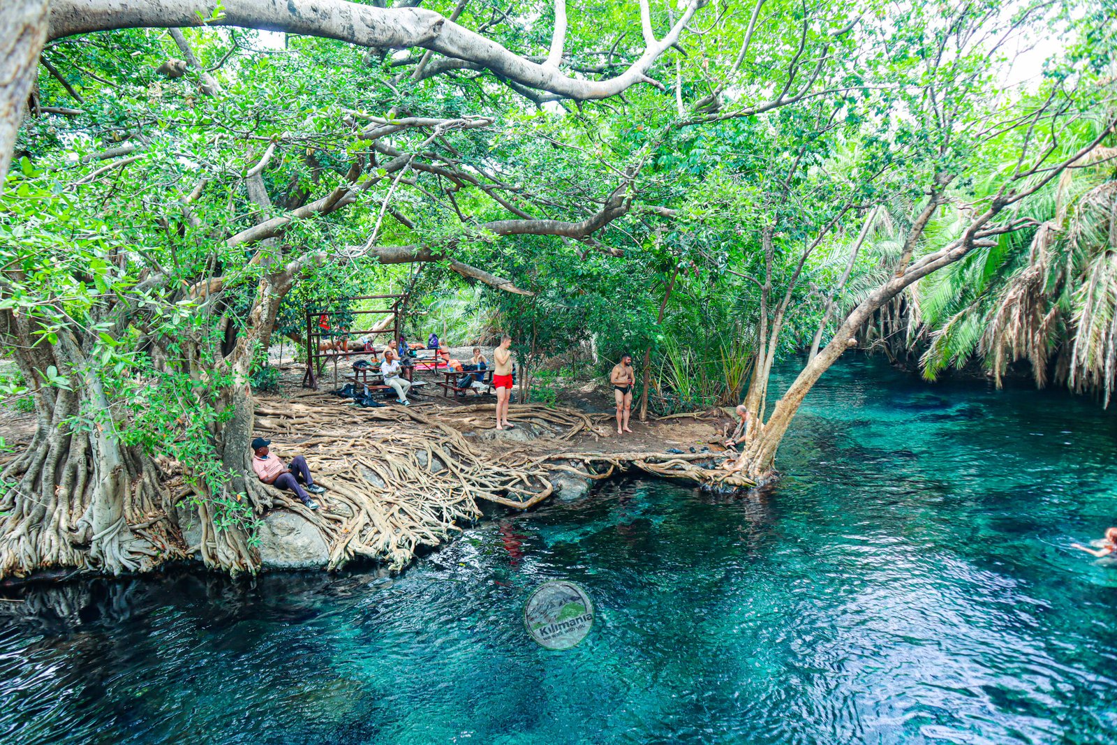 Visitors relaxing beside fig tree roots and pools at Chemka Hot Springs