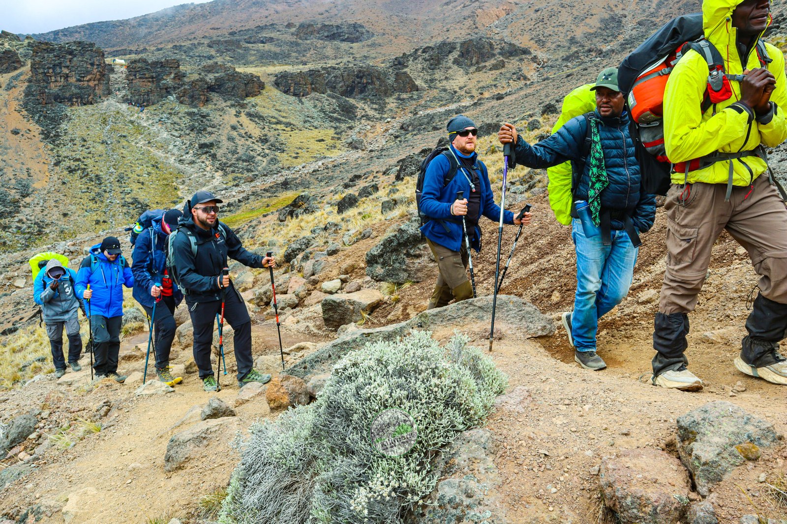 Kilimania climbing group ascending toward Lava Tower in mist on the Lemosho Route