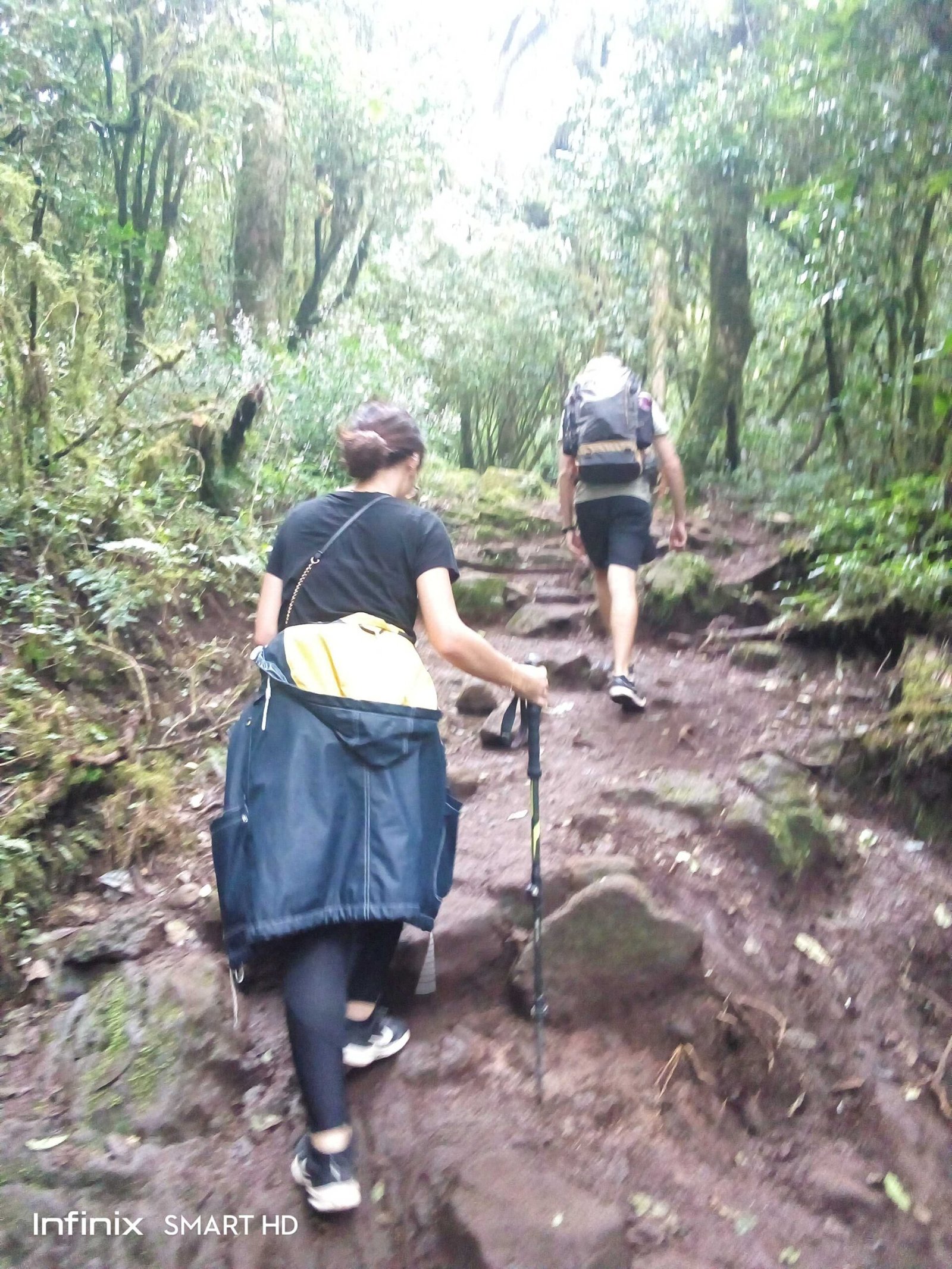 Forest trail on the Marangu route ascending through montane forest toward Mandara Hut