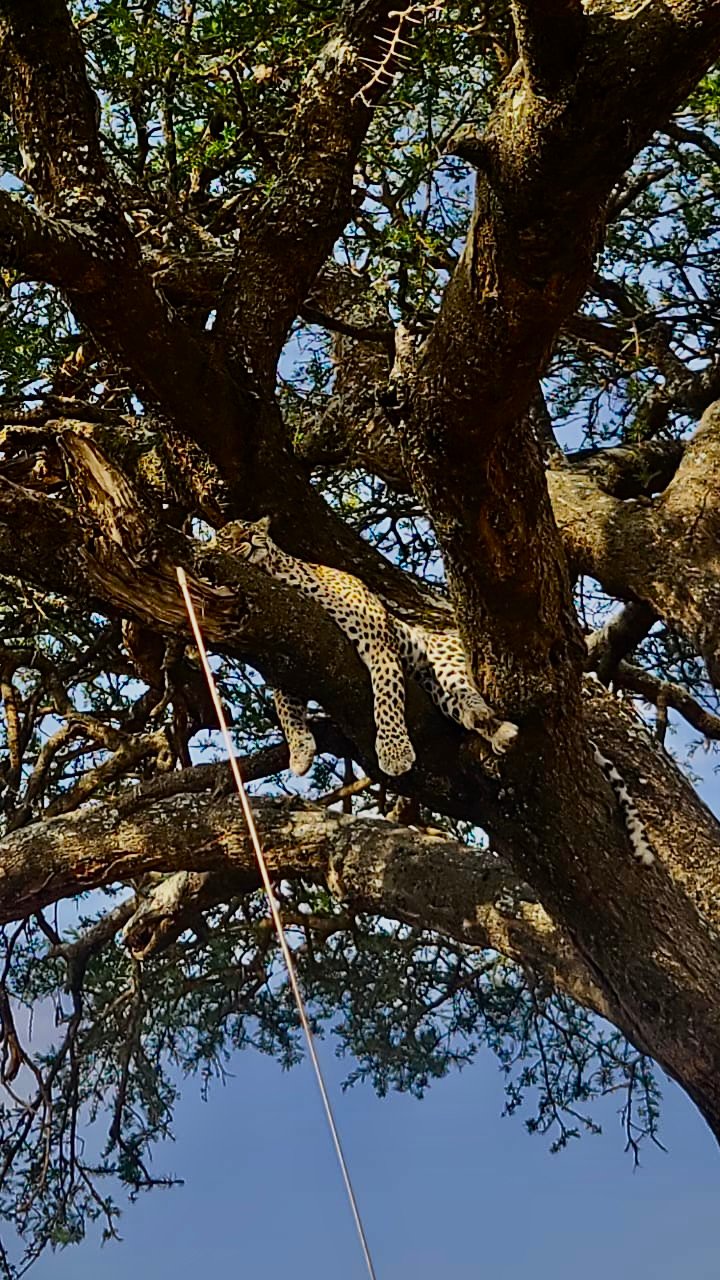 Leopard lying across a large tree branch against blue sky in Lake Manyara